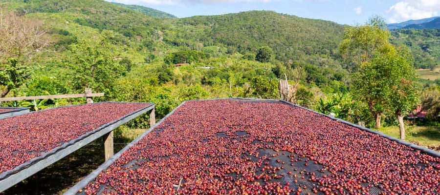 Tico Kaffee Espresso - Bohnen - 100% Arabica